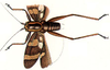 Veria colorata Walker, 1869: male, dorsal view. (Otu).