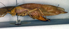 CollectionObject 1501721; f426b469-444e-45ae-85ee-0f30e721ee70: female, lateral view (syntype). (CollectionObject).