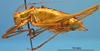 CollectionObject 1536543; 3e43fd7a-f98a-4fa8-ba02-364b7f8523a1: male, lateral view (paratype). (CollectionObject).