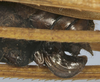 CollectionObject 1539776; a581de7d-de31-460d-9420-b6f81f6ea3b2: female ovipositor (holotype of Arantia ovalipennis). (CollectionObject).