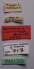 CollectionObject 1527232; 0a49f5df-2f91-4676-aeae-7b9e6ce20510: female, labels (holotype). (CollectionObject).