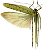 Ephippitytha trigintiduoguttata (Serville, 1838): dorsal view. (Otu).