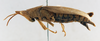 CollectionObject 1501017; bb9bee2c-f423-4a29-895c-62c4107d1df8: female, lateral view (holotype). (CollectionObject).