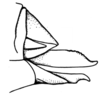 Scotussa lemniscata (Stål, 1861): Fig. 97. female, ovipositor valves, lateral view. (Otu).