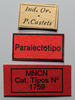 CollectionObject 1578636; a80aeadd-31ab-42f3-a341-c6bea33e6990: female, labels (paralectotype). (CollectionObject).