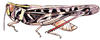 Rhammatocerus viatorius viatorius (Saussure, 1861): male habitus. (Otu).