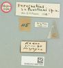 Paregnatius salavatiani Popov, 1951: female, labels (holotype). (Otu).