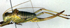 female, lateral view (paratype of Ephippiger vicheti). Depicts CollectionObject 1502003; ba15983b-7cfb-4942-a4c4-a2c365126c0c, a CollectionObject.