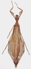 CollectionObject 1563795; 9c704b53-acf5-4012-b786-b4f6fa1e35db: copyright MSNG, Genoa. male (paratype). (CollectionObject).;CollectionObject 1563796; 273334ec-af4a-437b-a7c9-ffe2c4037a4a: copyright MSNG, Genoa. male (paratype). (CollectionObject).
