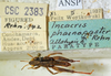 CollectionObject 1526832; dd341276-7aa0-4a3c-b239-02e63ea87116: male with labels (paratype). (CollectionObject).