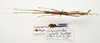 CollectionObject 1595863; 6a3c5d85-cd45-465c-a144-5035dea040ae: copyright UKM, Bangi. female, dorsal view (paratype). (CollectionObject).;CollectionObject 1595864; a5a25047-b8fd-40fd-91a4-981dd765a89c: copyright UKM, Bangi. female, dorsal view (paratype). (CollectionObject).