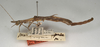 CollectionObject 1562245; NMW 1002, cfa3ce75-d85d-44aa-8c2a-7a0c5e0623b2: copyright NMW, Vienna. male of Marmessoidea conspersa (lectotype). (CollectionObject).