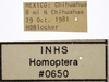 Other on Athysanella (Gladionura) clavata Ball & Beamer, 1940: Labels - Male. Labels for the Male specimen. (Observation).
