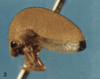 Habitus, lateral view on Amastris broomfieldi Creão-Duarte & Sakakibara, 2001: (Observation).