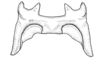 Baeacris morosa (Rehn, 1905): Fig. 16. epiphallus, dorsal view. (Otu).