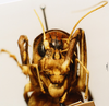 CollectionObject 1504995; 8d487d96-d2fe-4a2b-9cee-f0950bab590c: female, frontal view (syntype). (CollectionObject).