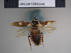 Paranauphoeta rufipes Brunner von Wattenwyl, 1865: Copyright NHM, London. Lectotype female of Nauphoeta discoidalis, dorsal view. (Otu).