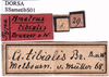 CollectionObject 1530648; 8922be82-7985-4b58-b6e1-9770597bb95a, DORSA SSametibS01: labels (holotype). (CollectionObject).