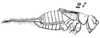 Endacusta australis Saussure, 1878: PL. 16, Fig. 42(2). male, lateral view. (Otu).