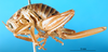 CollectionObject 1500182; f305c496-3ece-4c82-b8b7-9e7b3e483a84, MfN 1051: female, lateral view (holotype). (CollectionObject).