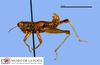 CollectionObject 1513714; f777cb32-2265-4077-9521-ed78b4c2c828, MLP1183/1-2: male, lateral view (paratype of Jivarus osunai). (CollectionObject).