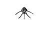 Jivarus americanus Giglio-Tos, 1898: Fig. 160. female fastigium, dorsal view. (Otu).