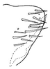 Pygofer, lateral view on Bahita interjecta Linnavuori & DeLong, 1978: Bahita interjecta, pygofer, laterally. (Observation).