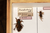 CollectionObject 1532484; d5bf0df3-3594-4eaf-923b-15ef81833a40: female, label on drawer, type not seen (holotype). (CollectionObject).