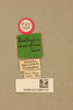 CollectionObject 1517821; e9943ae4-6656-47cd-a7aa-0417c6c5eb8e: labels (syntype). (CollectionObject).