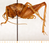 CollectionObject 1499224; e0abc91b-6d21-4260-9b89-f8e0a1fbc85a: male, lateral view (holotype). (CollectionObject).