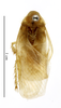 CollectionObject 1587913; MNHN(SF IMPORT DUPLICATE) MNHN-EP-EP837, 57289537-f329-4980-9bc5-a0d56504fdcf: CC BY-NC-ND 4.0/MNHN - Depraetere Marion - 2014. Syntype, male, of lutea Chopard, 1929. Specimen number: MNHN-EP-EP837. http://coldb.mnhn.fr/catalognumber/mnhn/ep/ep837. (CollectionObject).
