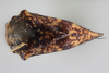 Habitus, dorsal view: !! display not done !! on Carynota maculata Funkhouser, 1915: (Observation).