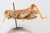 CollectionObject 1597121; fa317596-8e04-4f47-b983-c8c76f2b4dbf: lateral view of male paratype. (CollectionObject).