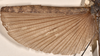 CollectionObject 1562044; a67b131b-87db-4825-82d2-6101bda753bd: copyright OUMNH. female wings of Phasma (Necroscia) curtipes (holotype). (CollectionObject).
