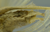 CollectionObject 1532142; 75202f9b-f5fa-4cfb-a1aa-6a67a6494ef7: male terminalia, ventral view (syntype). (CollectionObject).