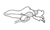 Adelacris atrocephala (Bruner, 1908): Fig. 41. endophallus, lateral view. (Otu).