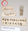 Hermagoras hosei Kirby, 1896: copyright Natural History Museum, London. female: data labels of synonym Hermagoras cristatus (holotype). (Otu).