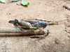FieldOccurrence 43; b24eb67e-f5ca-4c37-930d-5fce7b0bbb29; Tanzania
Kilulu Hill coastal forest remain Tanga Region, 2023/03/??: female. (FieldOccurrence).