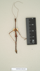 CollectionObject 1560519; NHMUK(SF IMPORT DUPLICATE) BM844505, 22397167-941f-4a7e-a111-6bfa3f0ee6cb: copyright Natural History Museum, London. male (holotype). (CollectionObject).