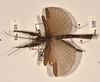 CollectionObject 1561351; 5bb91549-42e0-493b-ad8a-35ec29170b34: copyright UMO. male (holotype). (CollectionObject).