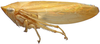 Habitus, lateral view: !! display not done !! on Acostemmini Evans, 1972: Acostemma stilleri, male, lateral habitus (INHS). (Observation).