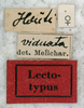 Other on Exoma viduatum Melichar, 1902 now Exoma robusta (Uhler, 1901): (Observation).