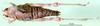 CollectionObject 1500952; 398a1753-448e-4d3f-9024-ad9d09f691c3: female, dorsal view (holotype). (CollectionObject).