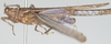 CollectionObject 1577199; f0ceecaa-1e17-4ca1-87fe-44af99477015: male, lateral view (paratype). (CollectionObject).