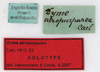 CollectionObject 1558531; 19b0f613-4523-4af7-969e-1e3b2e2e2d5c: copyright MHNG Geneva. male, data labels (holotype). (CollectionObject).