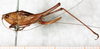 female, lateral view. Depicts CollectionObject 1576647; 5b9fab67-7eb3-4651-9ba9-d6313347d55c, a CollectionObject.