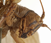 CollectionObject 1529702; cbf8622a-78d1-4659-a22a-24ff7e6ae02a: female pronotum, lateral view (holotype). (CollectionObject).