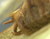 CollectionObject 1506495; bf8e3a0f-d733-444d-a253-40c0e0fa6f14: male cerci (syntype). (CollectionObject).