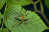 CollectionObject 1496691; 61878d23-29b9-461b-9379-1237e8a4bebb, CH0857: male, dorsal view. (CollectionObject).