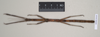 CollectionObject 1559428; c36cbd4a-278a-43d6-8645-4e0e55dd1f0a: copyright Natural History Museum, London. female of synonym Lonchodes hosei herberti (paratype). (CollectionObject).;CollectionObject 1559429; 7de651f1-0c17-42a0-9679-746db1a10735: copyright Natural History Museum, London. female of synonym Lonchodes hosei herberti (paratype). (CollectionObject).